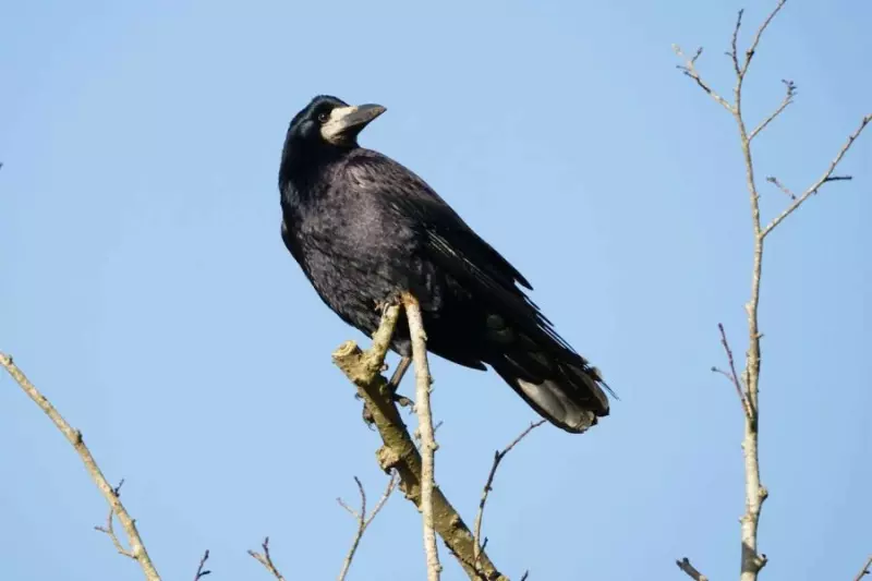 zdjęcie wyróżniające Coraz mniej gawronów w woj. śląskim. Prawie 2,5 tys. gniazd
